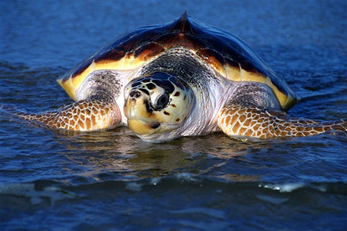 Caretta Caretta